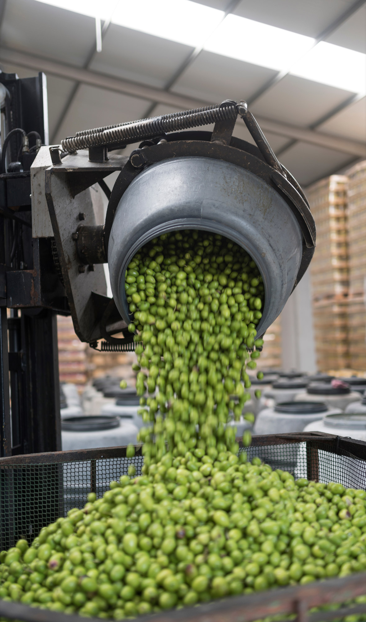 Machine emptying barrel of green olives into tank